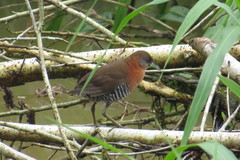 Laterallus albigularis