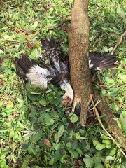 Cairina moschata domestica