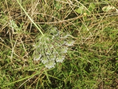 Visnaga daucoides
