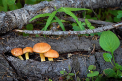 Gymnopilus flavidellus