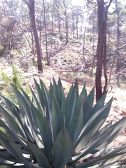 Agave inaequidens