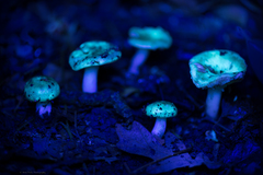 Russula versicolor