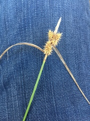 Carex flava