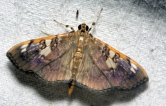Pantographa expansalis