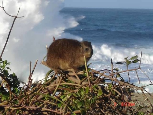 Rock Hyrax