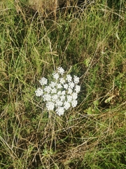 Visnaga daucoides