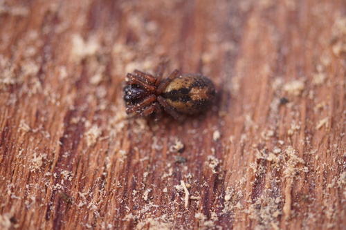 Amaurobius fenestralis Group
