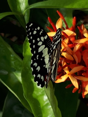 Papilio demoleus malayanus
