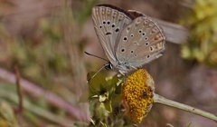 Polyommatus admetus