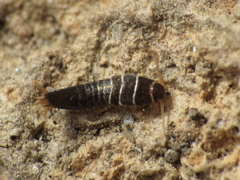 Lepisma baeticum