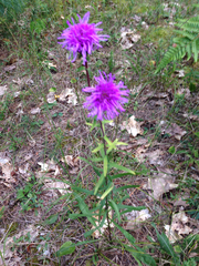 Liatris scariosa