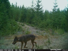 Canis lupus crassodon