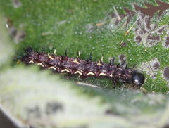 Vanessa indica indica