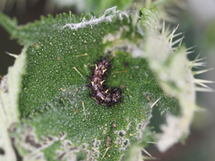 Vanessa indica indica