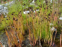 Juncus mertensianus