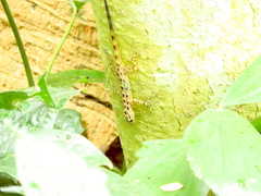 Cnemaspis peninsularis