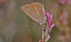 Polyommatus admetus