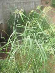 Panicum