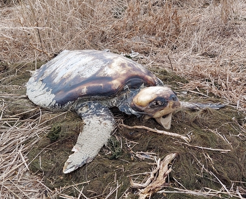 Loggerhead Sea Turtle photographed in Virginia