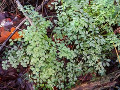 Ceratocapnos claviculata