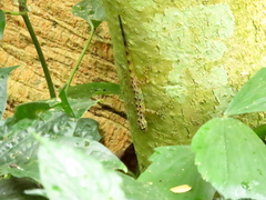 Cnemaspis peninsularis