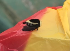 Membracis obliquifasciata