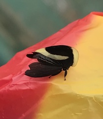 Membracis obliquifasciata