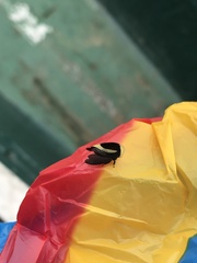 Membracis obliquifasciata