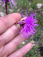 Liatris scariosa
