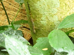 Cnemaspis peninsularis