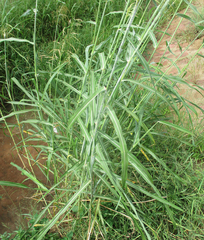 Panicum