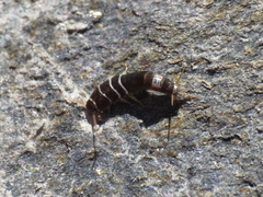 Lepisma baeticum
