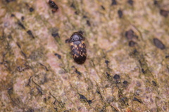 Mycetophagus atomarius