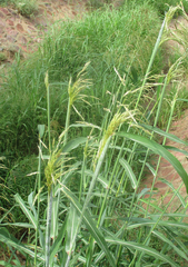 Panicum