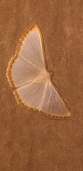 Leuciris fimbriaria