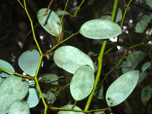 Smilax corbularia (Smilax corbularia)