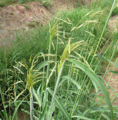 Panicum