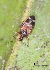 Anthocoris nemoralis