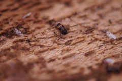 Litargus connexus