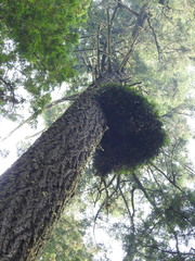 Polypodium glycyrrhiza