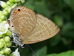 Anthene emolus goberus