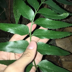 Asplenium falcatum