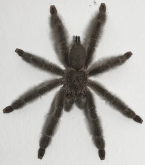 Psalmopoeus