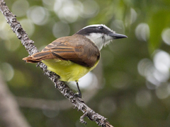 Pitangus sulphuratus