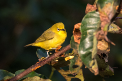 Zosterops senegalensis