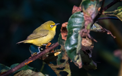 Zosterops senegalensis