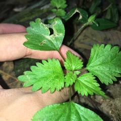 Nanocnide japonica