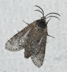 Prionoxystus macmurtrei