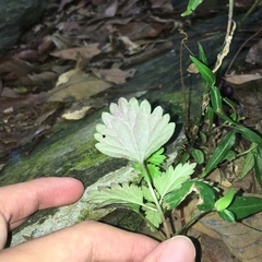 Nanocnide japonica