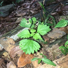 Nanocnide japonica